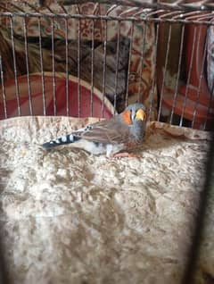 yellow beak zebra finch male