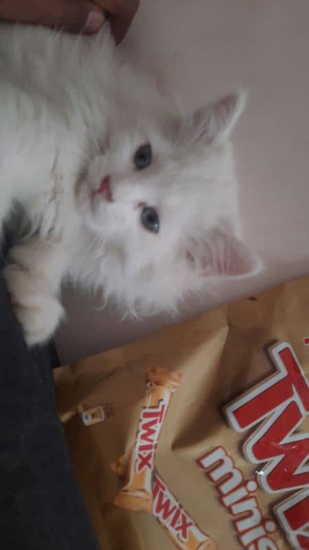 Persian kitten for sale urgent 0