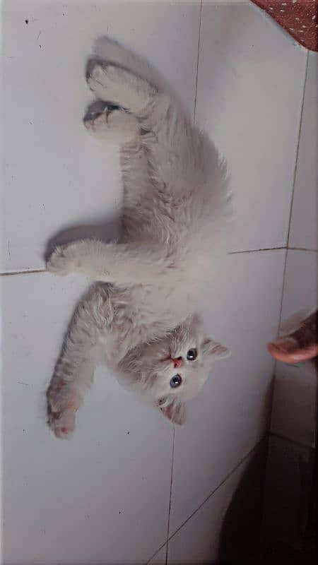 Persian kitten for sale urgent 1