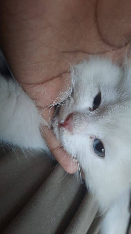 Persian kitten for sale urgent 2