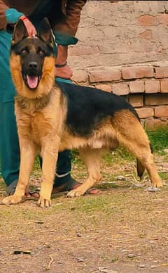 German Shepherd double coat male for sale