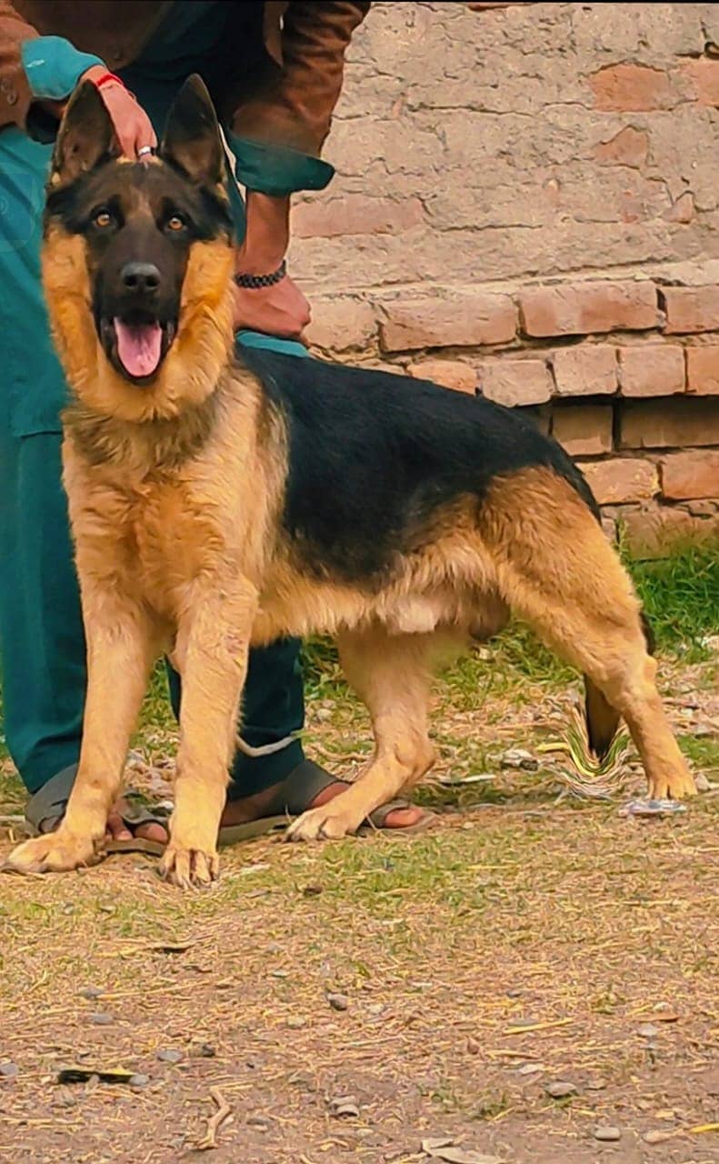 German Shepherd double coat male for sale 0