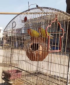 parrots for sale