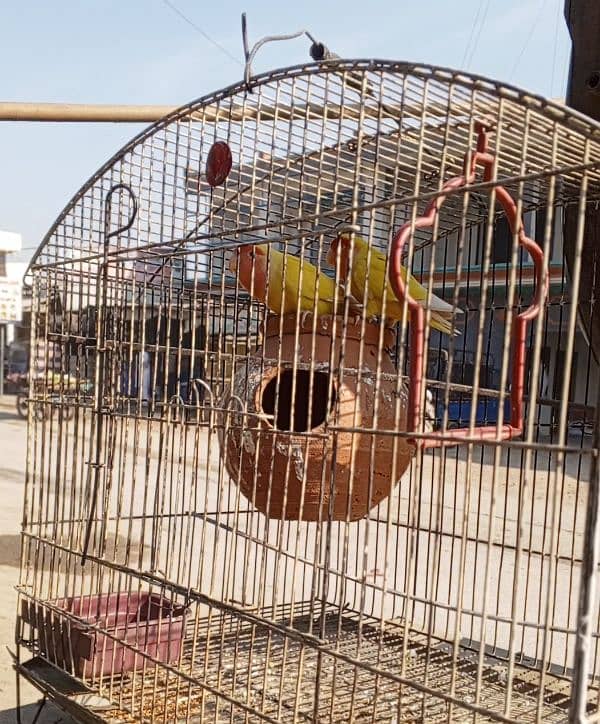 parrots for sale 0