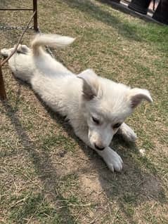 Russian Puppy for sale