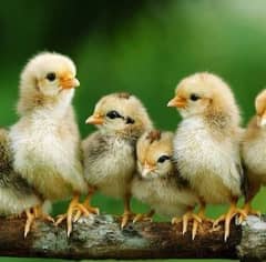 Golden misri chicks