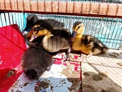 Duck baby's chicks For Sale