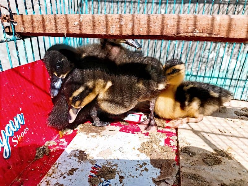 Duck baby's chicks For Sale 1