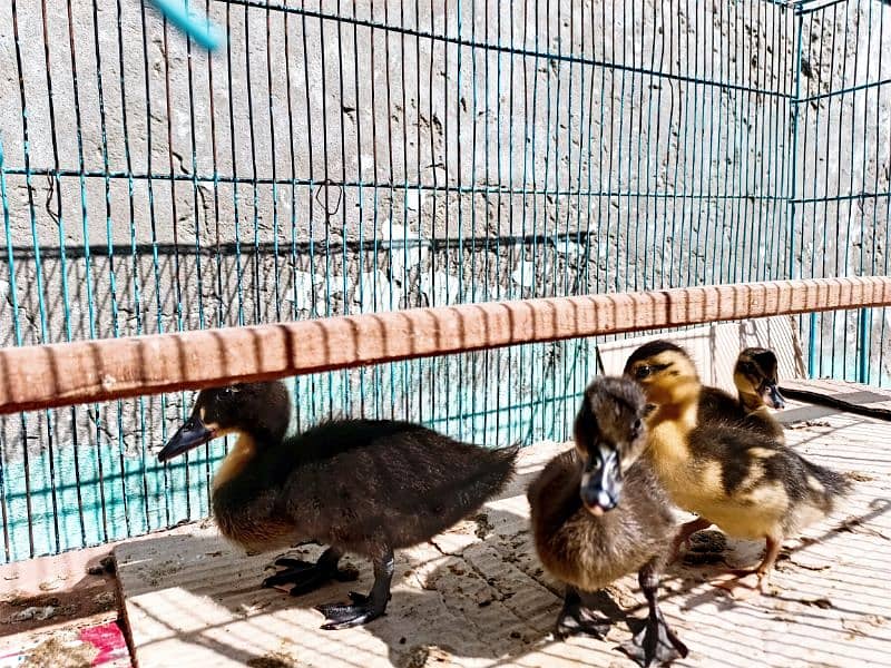 Duck baby's chicks For Sale 2