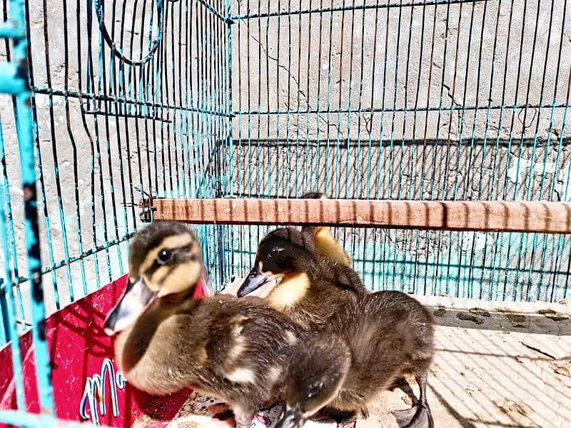 Duck baby's chicks For Sale 3