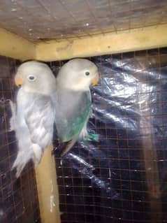 lovebird high quality parblue motation lotino blue fisher best