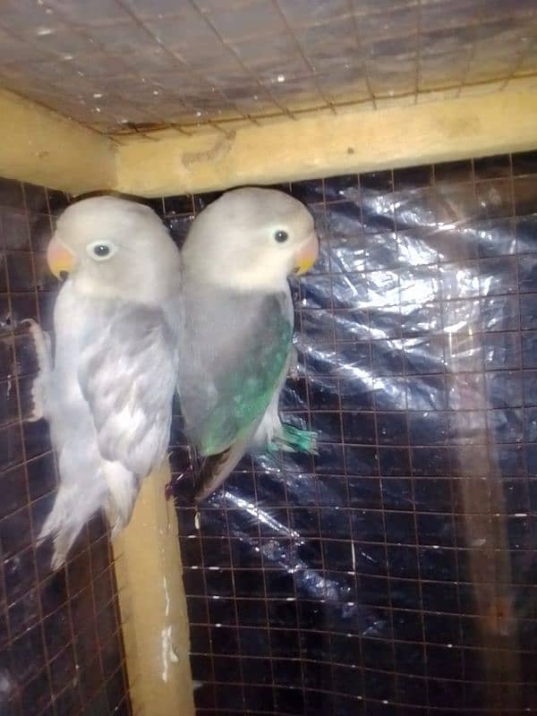 lovebird high quality parblue motation lotino blue fisher best 0