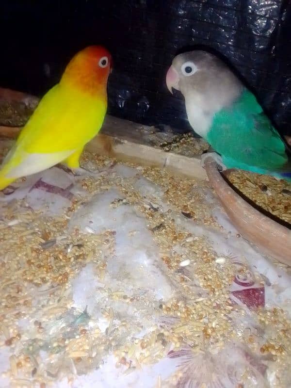 lovebird high quality parblue motation lotino blue fisher best 5