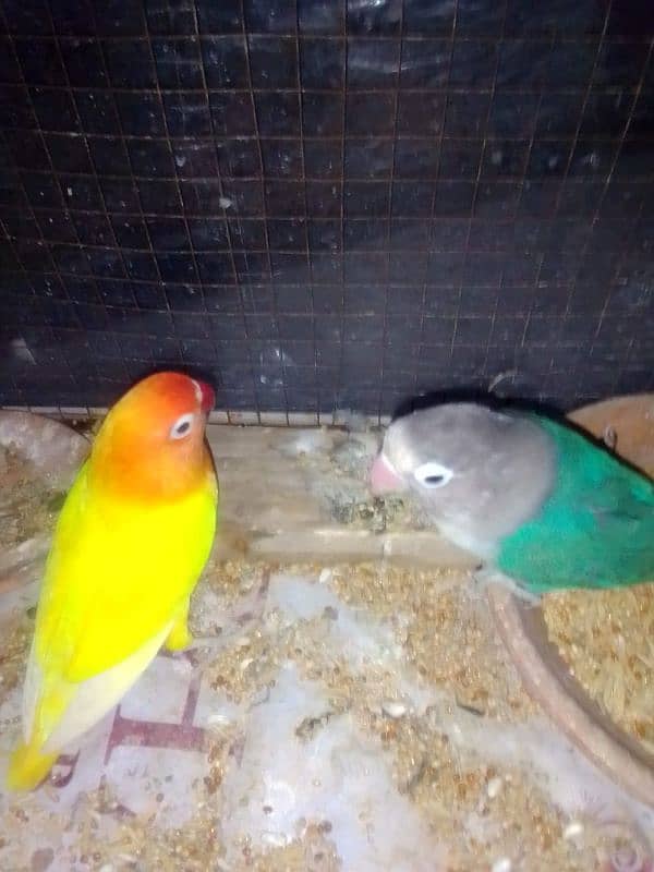 lovebird high quality parblue motation lotino blue fisher best 6