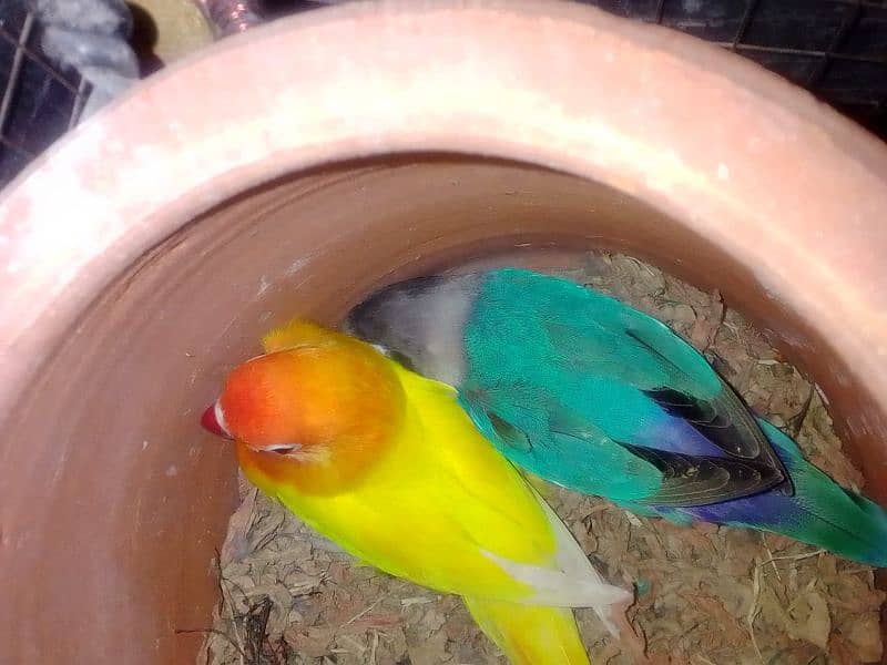 lovebird high quality parblue motation lotino blue fisher best 9