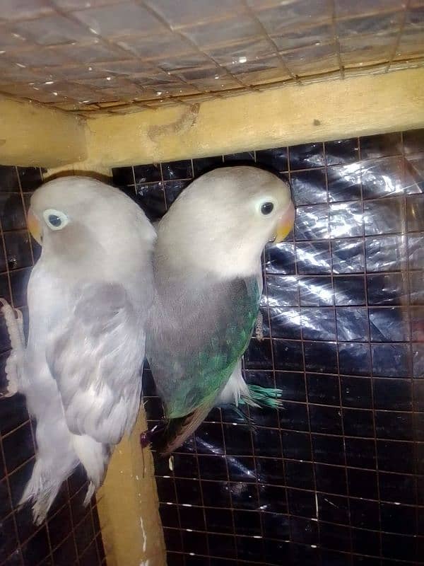 lovebird high quality parblue motation lotino blue fisher best 10