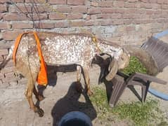 Bakri |Goat| makhi cheena bakri|desi bakri |bakra |starting price 30k