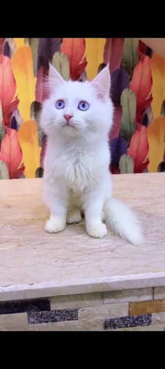 Persian cat for sale male or female my WhatsApp 03230097122