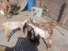 Bakri |Goat| makhi cheena bakri|desi bakri |bakra |starting price 30k