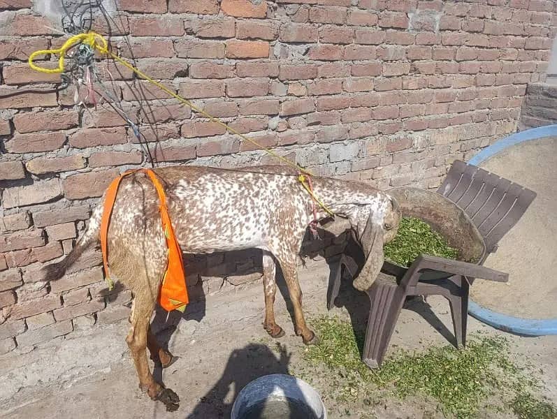 Bakri |Goat| makhi cheena bakri|desi bakri |bakra |starting price 30k 1