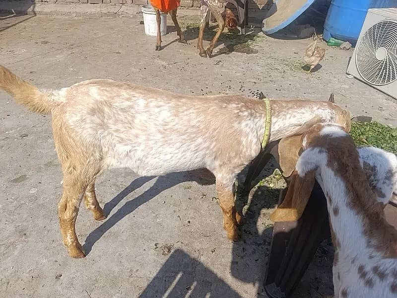 Bakri |Goat| makhi cheena bakri|desi bakri |bakra |starting price 30k 2