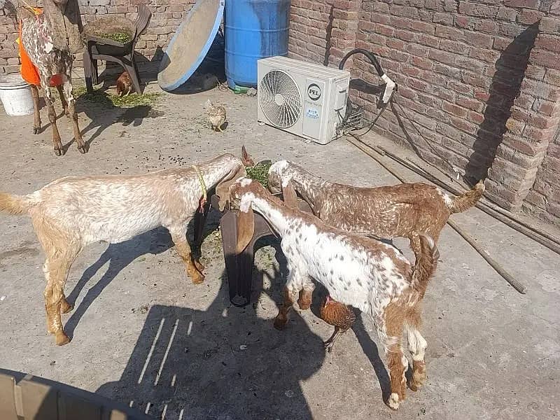 Bakri |Goat| makhi cheena bakri|desi bakri |bakra |starting price 30k 3