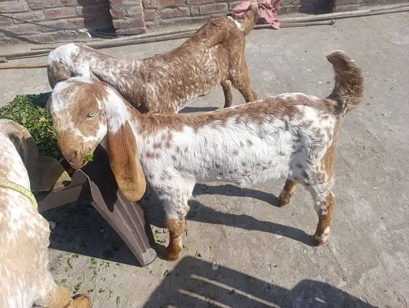 Bakri |Goat| makhi cheena bakri|desi bakri |bakra |starting price 30k 5