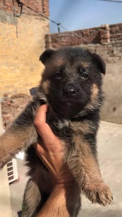 German shephard Black And Black tan