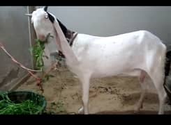 GULABI BAKRI  SALE 0344-2816559