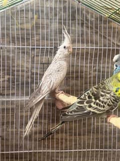 Female cockatiel