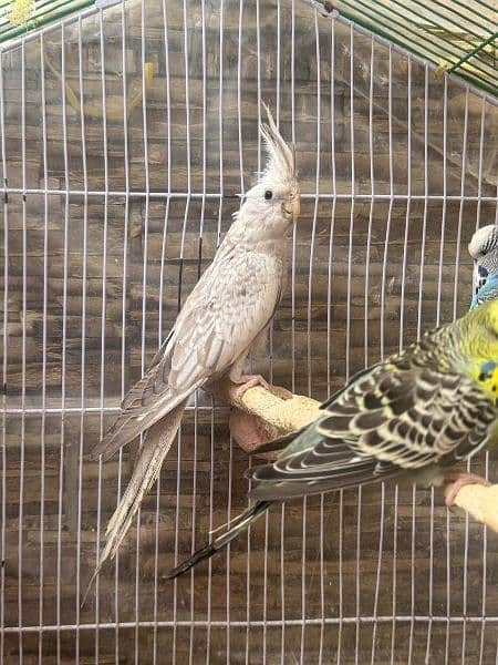 Female cockatiel 0