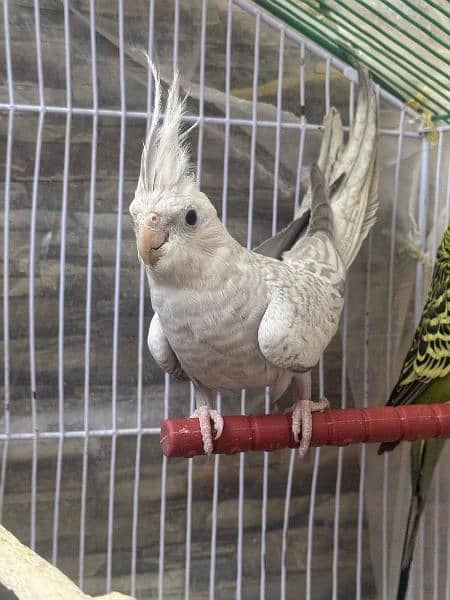 Female cockatiel 1