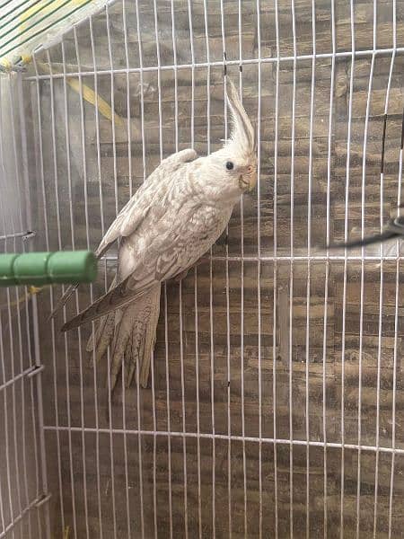 Female cockatiel 2