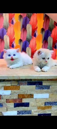 Persian cat for sale male or female my WhatsApp 032524=52848