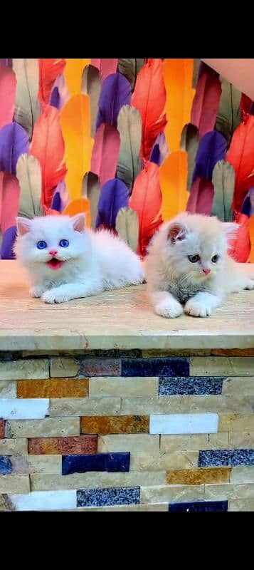 Persian cat for sale male or female my WhatsApp 032524=52848 0