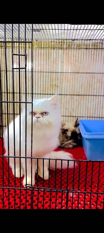 Persian cat for sale male or female my WhatsApp 032524=52848 1