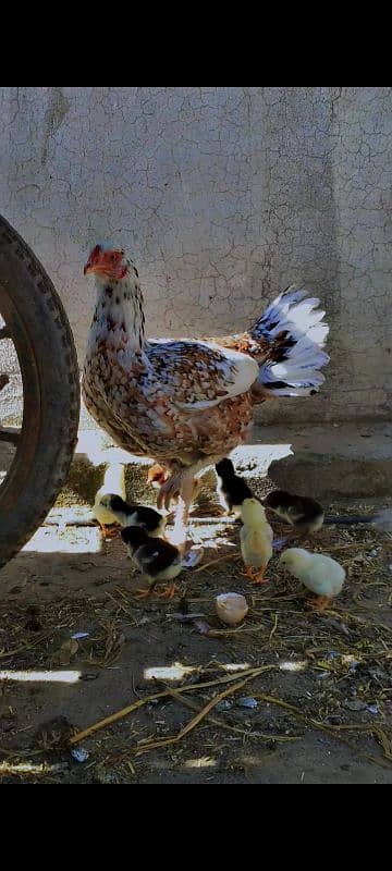 Aseel murgiain with chicks 0