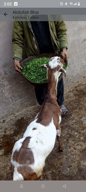 tedi doodh wali bakri 1