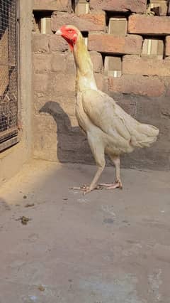 king o shamo /high quality/white shamo/pure aseel hen