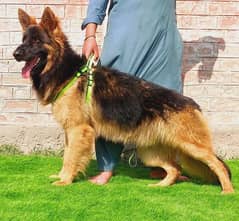 Long coat german shepherd male age 8month for sale