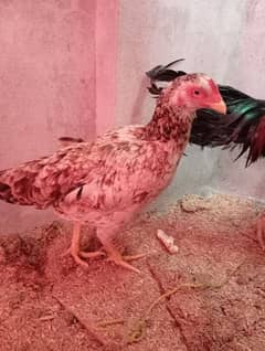 2 assel murgian for sale. . Thai cross murgha bhi hai