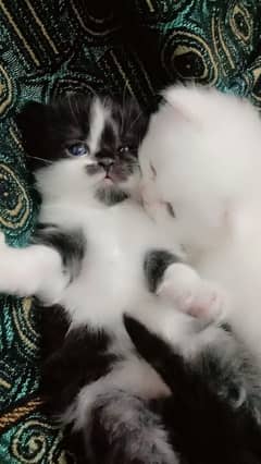 Beautiful Persian kittens