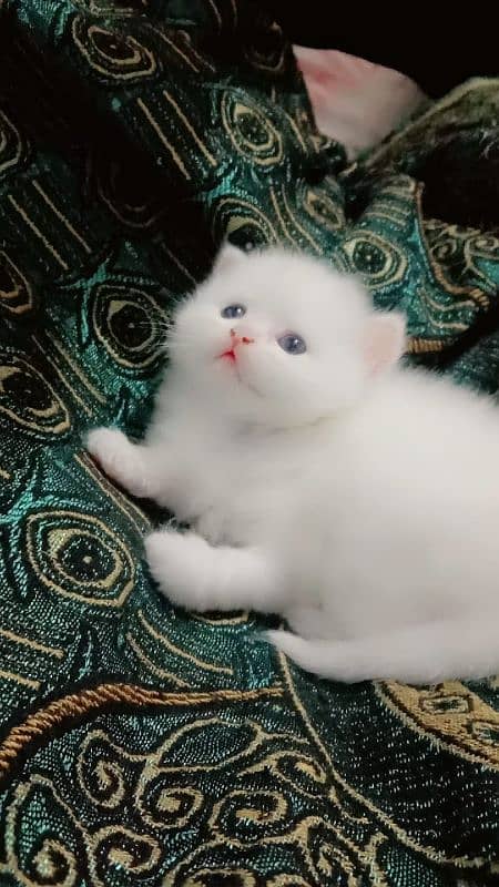 Beautiful Persian kittens 1