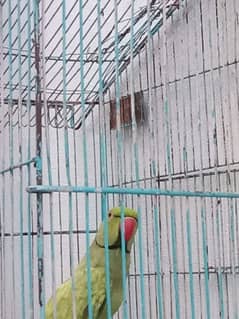 talking parrot ready to breed