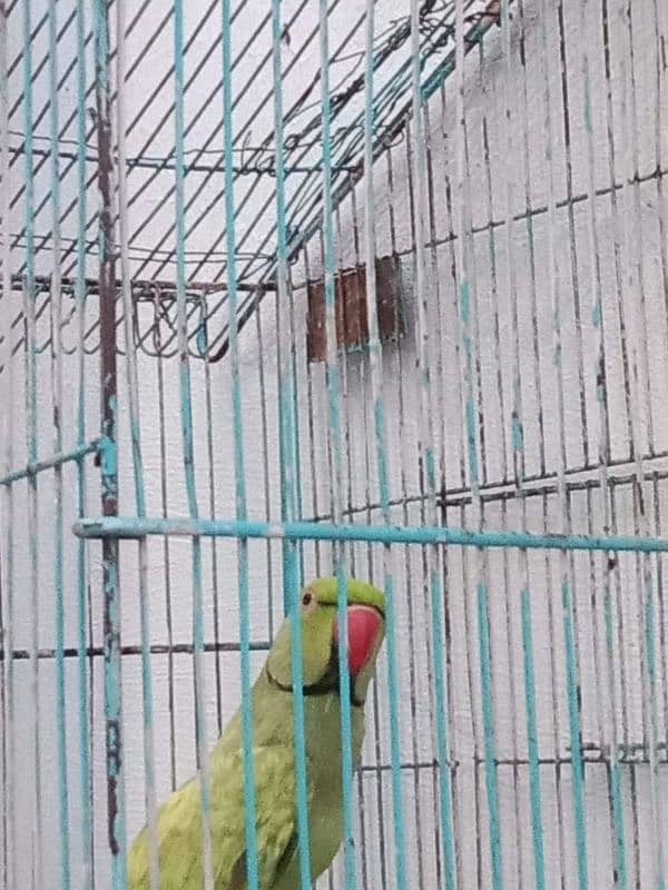 talking parrot ready to breed 0