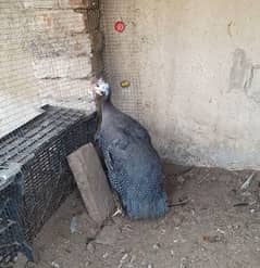 female chakor ( guine fowl)