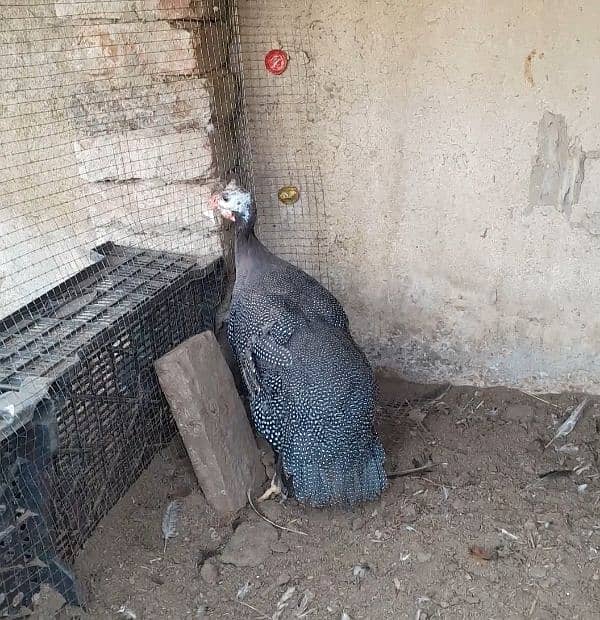 female chakor ( guine fowl) 0