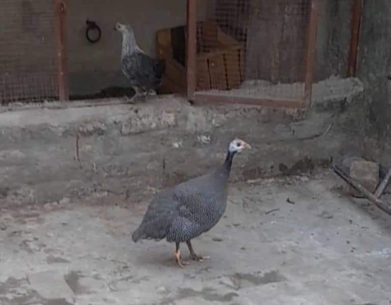 female chakor ( guine fowl) 1