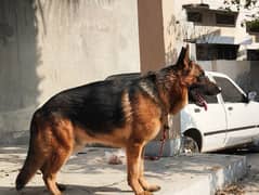 GERMAN SHEPHERD (BLACK MASK)