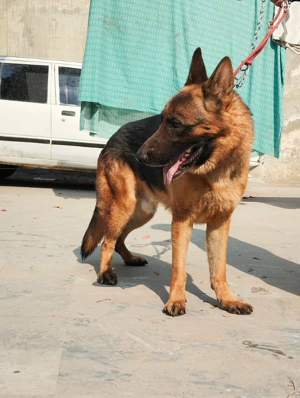 GERMAN SHEPHERD (BLACK MASK) 2